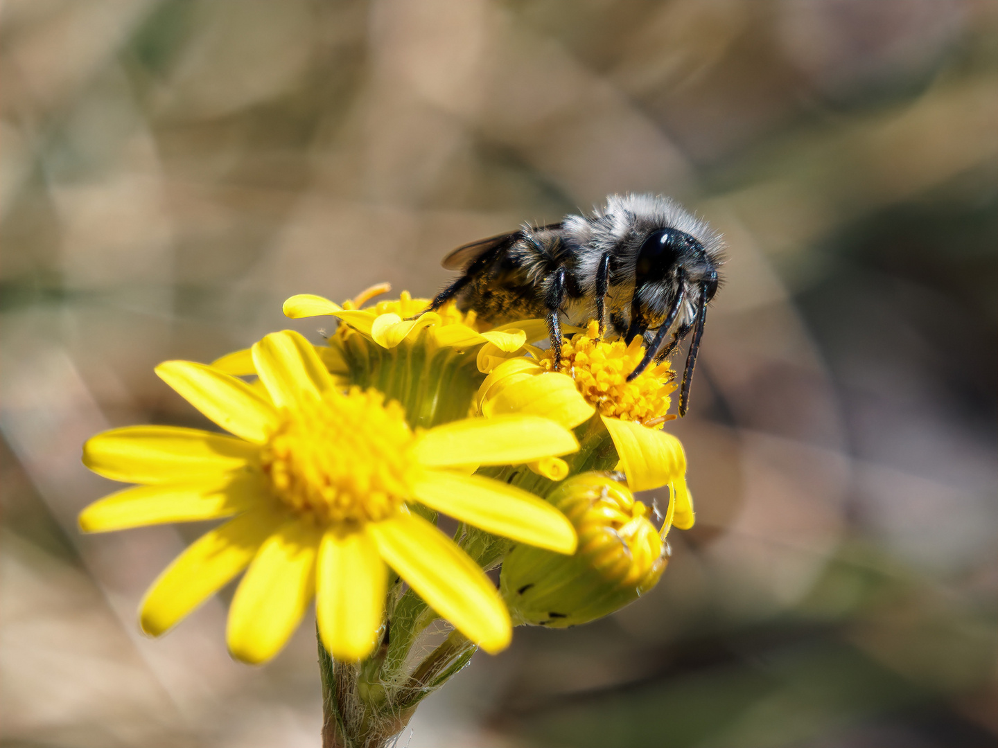 Grauschwarze Düstersandbiene