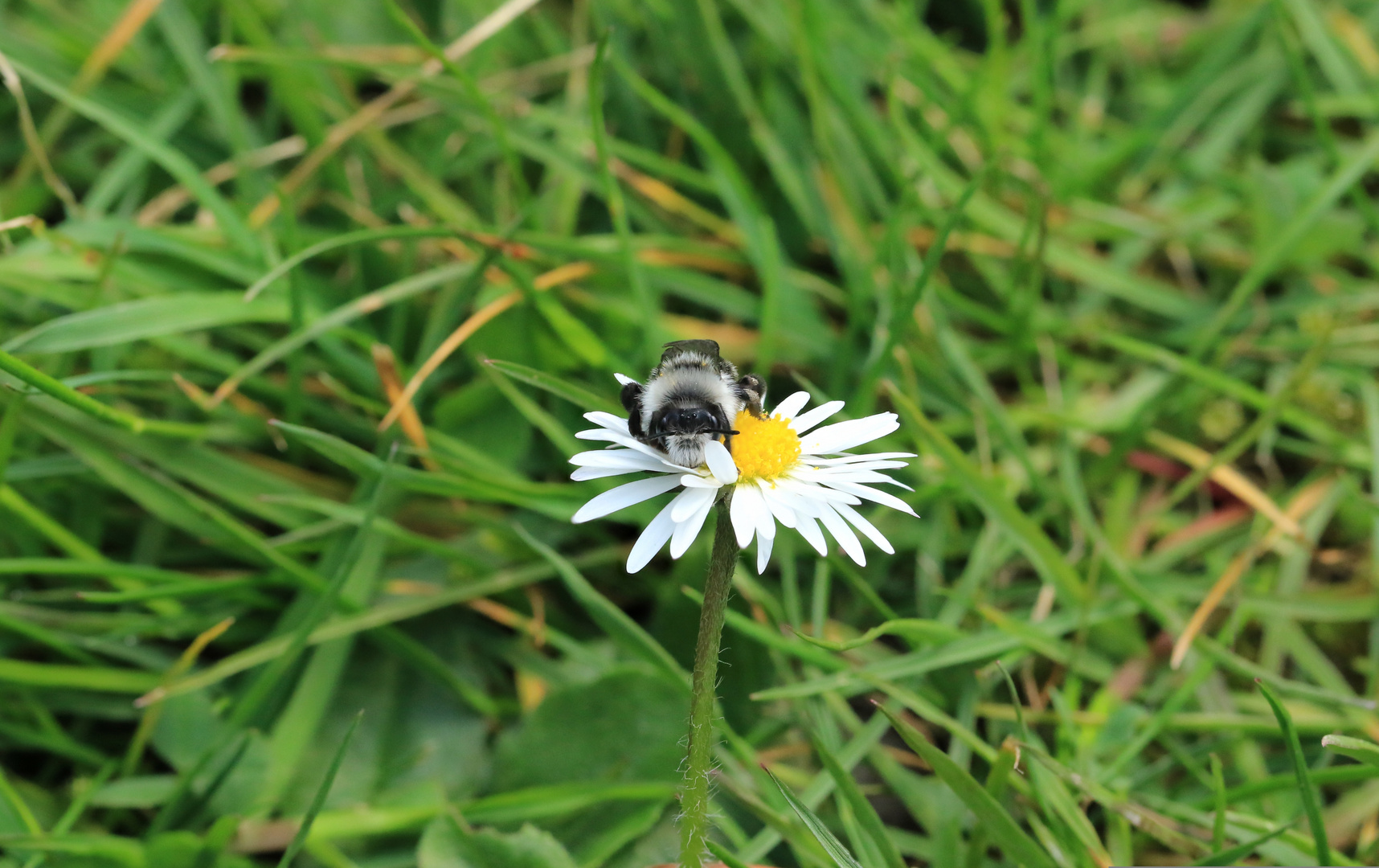 Grauschwarze Düstersandbiene_schläft