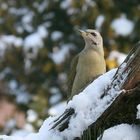 Grauspecht im Schnee