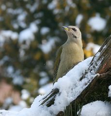 Grauspecht im Schnee