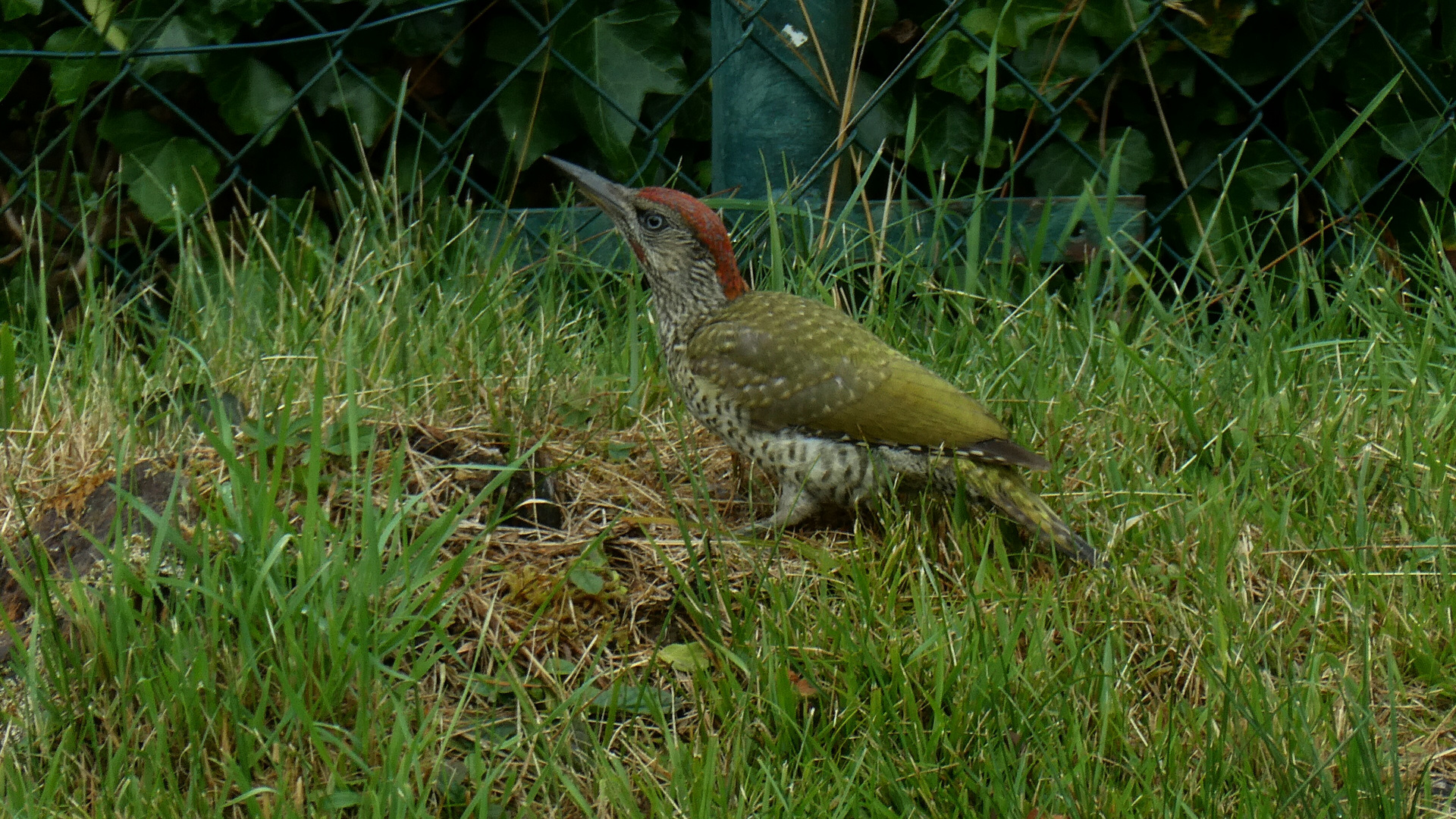 Grauspecht in Nachbars Garten