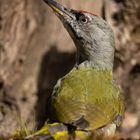 Grauspecht Männchen (Picus canus)