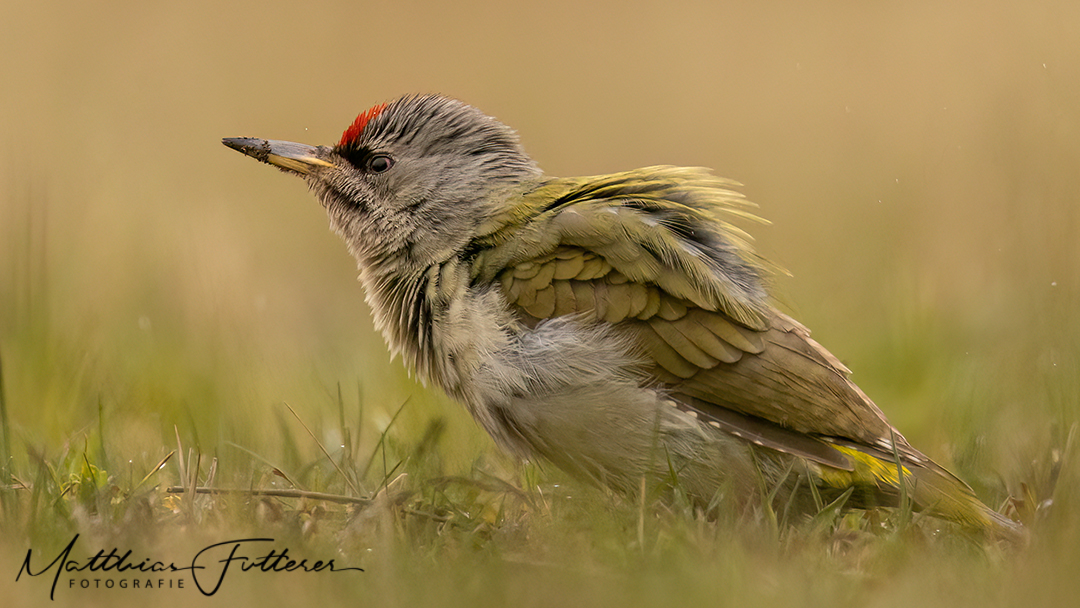 Grauspecht Männchen (Picus canus)