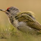 Grauspecht Männchen (Picus canus)