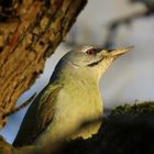 Grauspecht  (Picus canus)