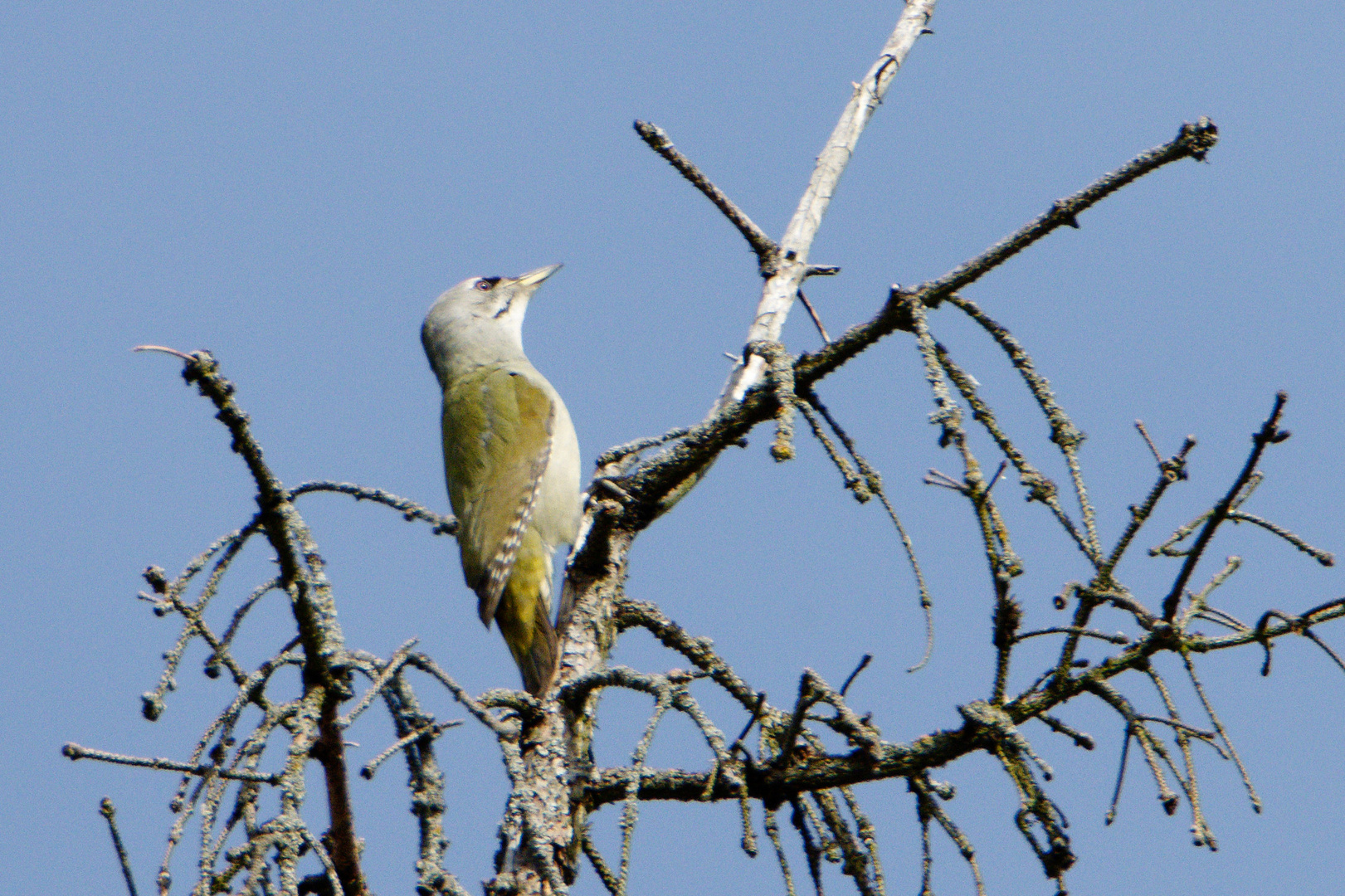 Grauspecht (Picus canus)