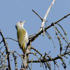 Grauspecht (Picus canus)