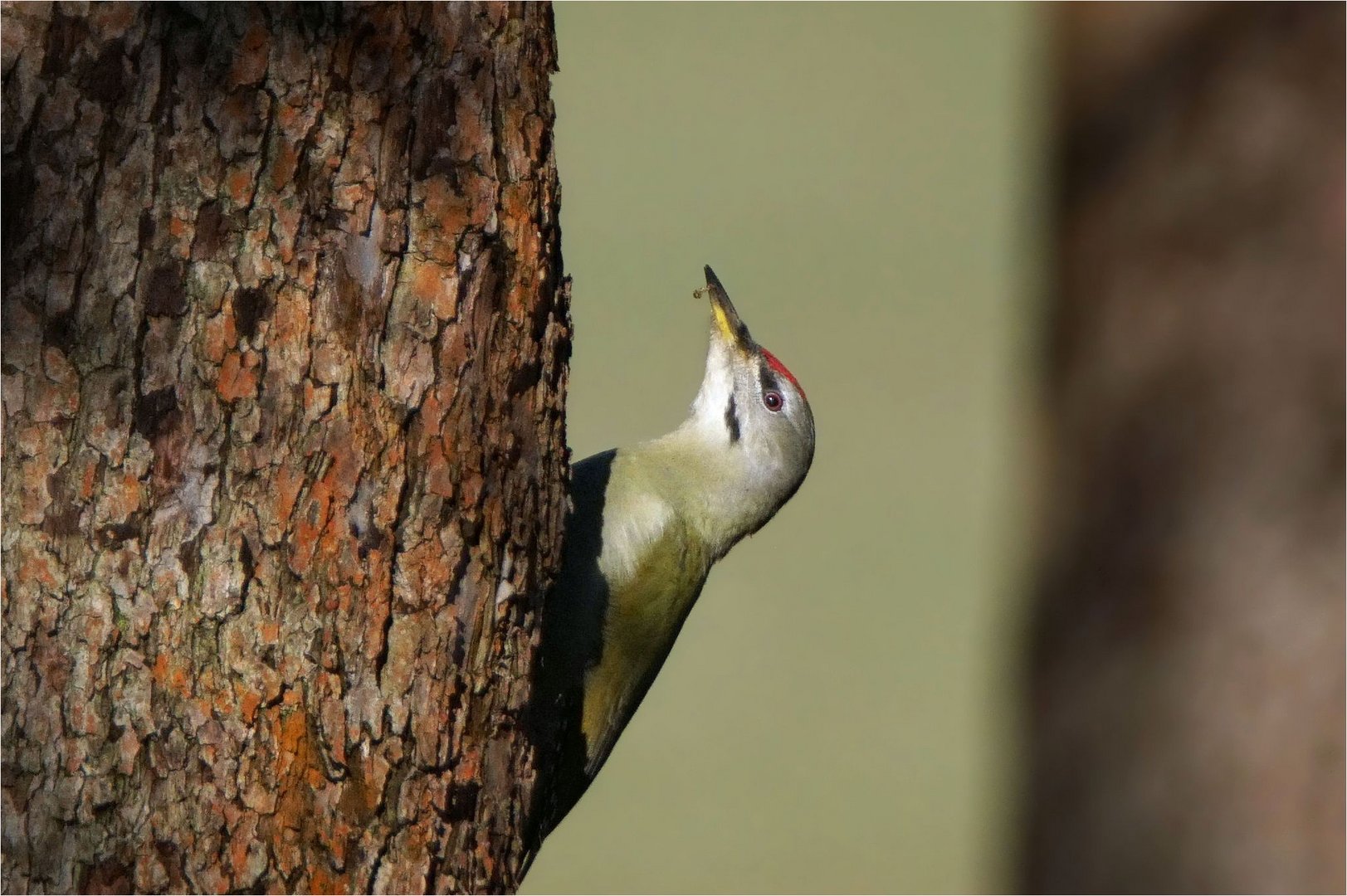 Grauspecht ( Picus canus) Männchen