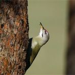 Grauspecht ( Picus canus) Männchen