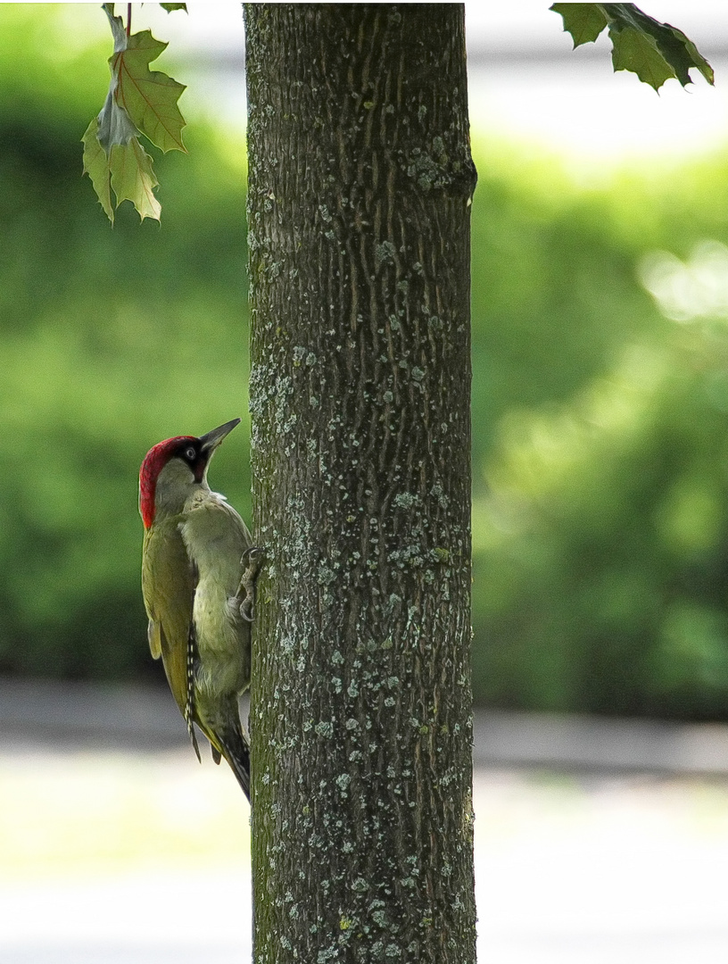 Grauspecht (Picus Canus) mitten in der Stadt