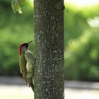 Grauspecht (Picus Canus) mitten in der Stadt