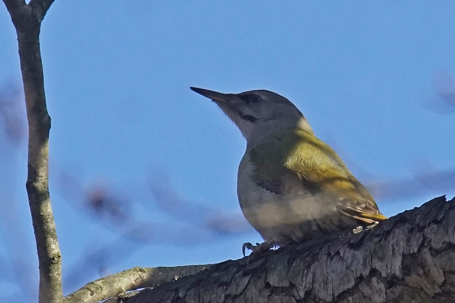 Grauspecht (Picus canus) Weibchen