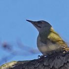 Grauspecht (Picus canus) Weibchen