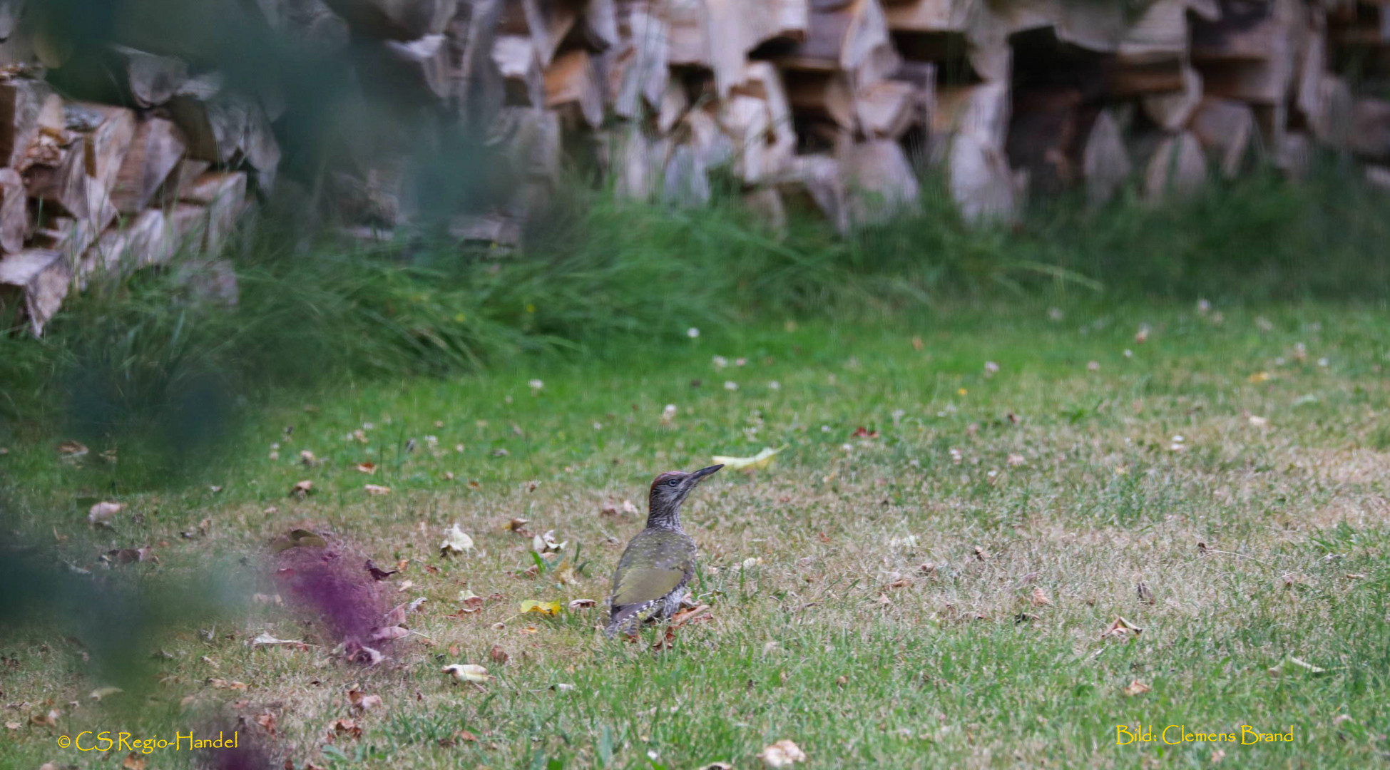 Grauspecht zu Besuch...