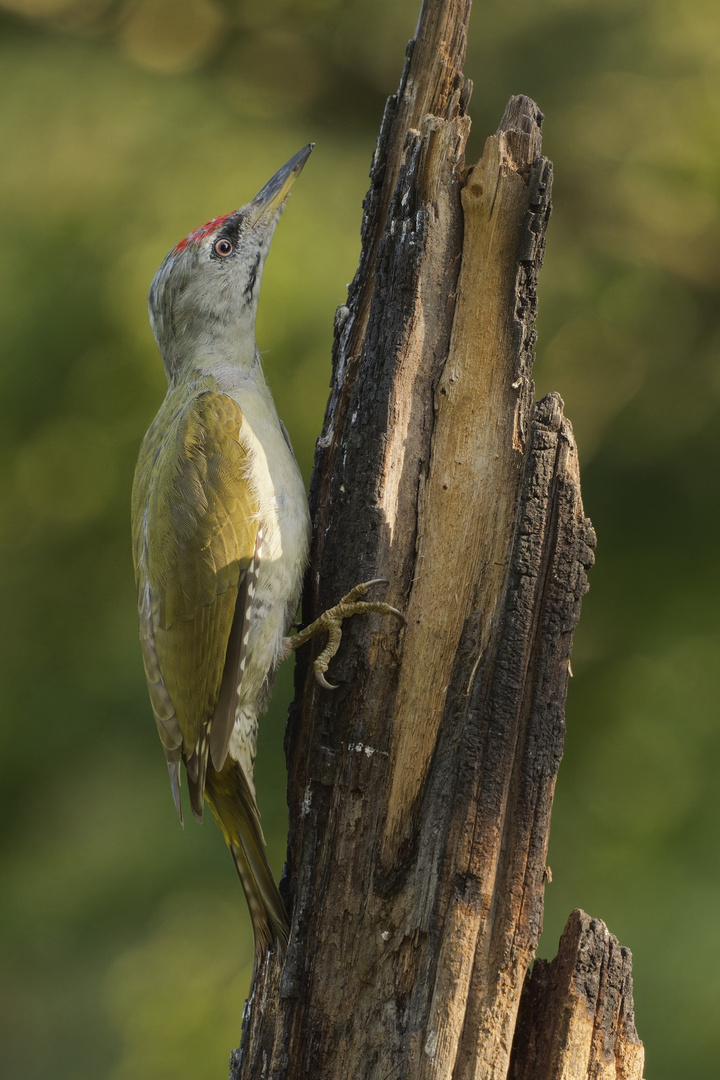 Grauspechtmännchen in Slowenien