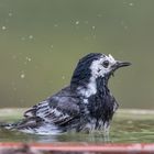 Graustelze beim Baden