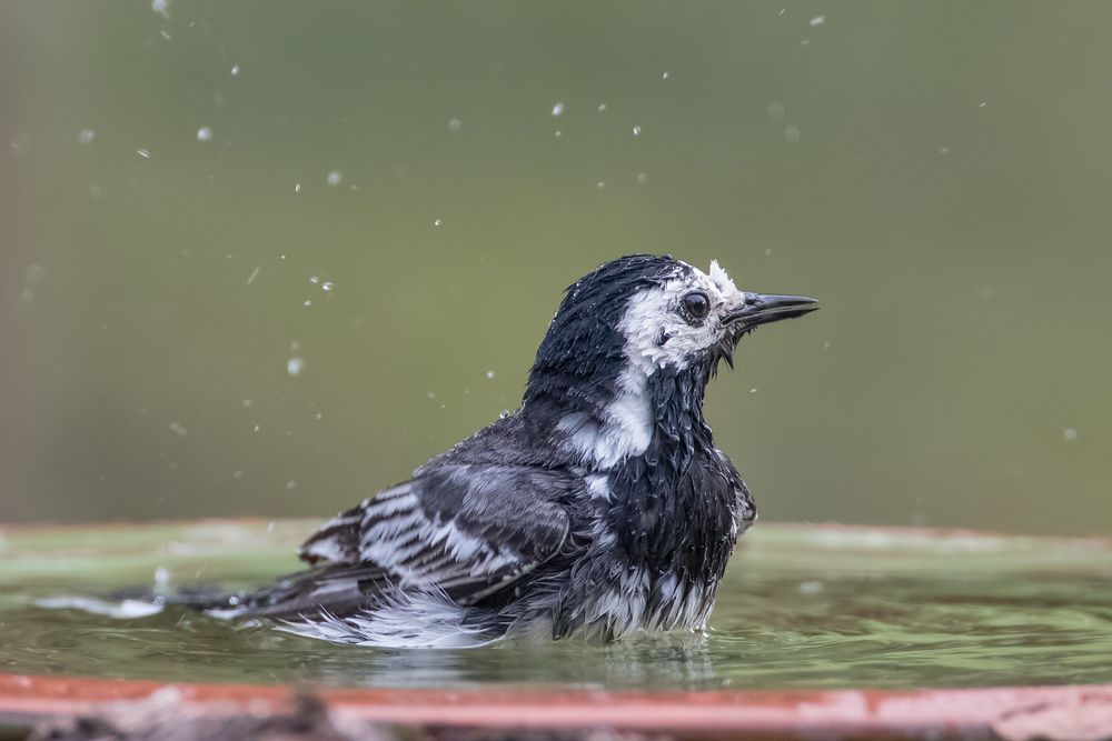 Graustelze beim Baden