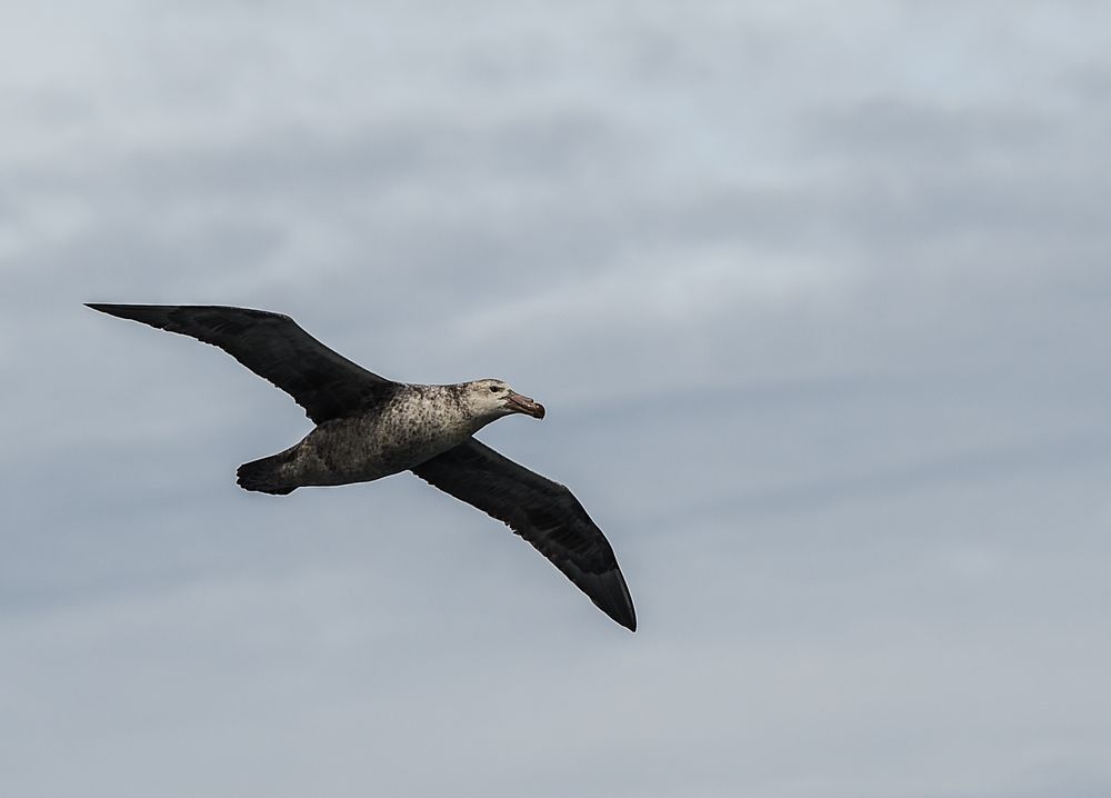 Grausturmvogel . . DSC_7679-2