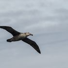 Grausturmvogel . . DSC_7679-2