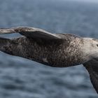 Grausturmvogel . DSC_7983-2