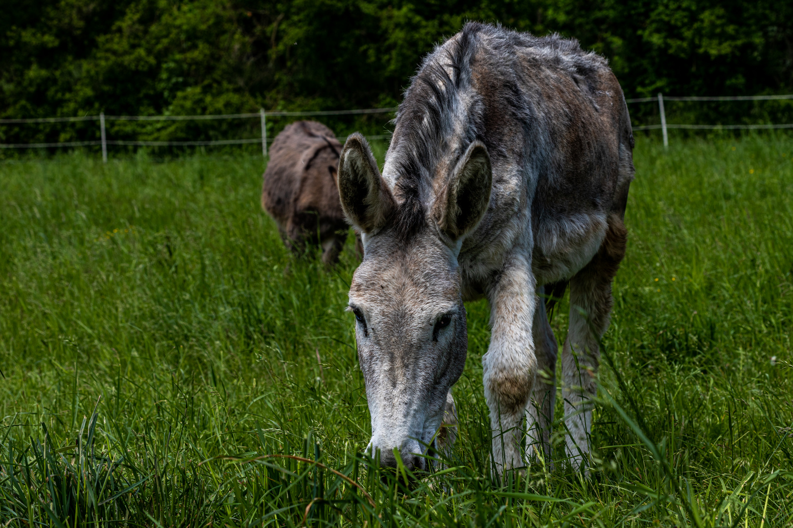 Grautier mit vier Buchstaben Foto & Bild | tiere, haustiere, pferde