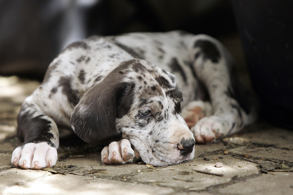 Grautiger pup