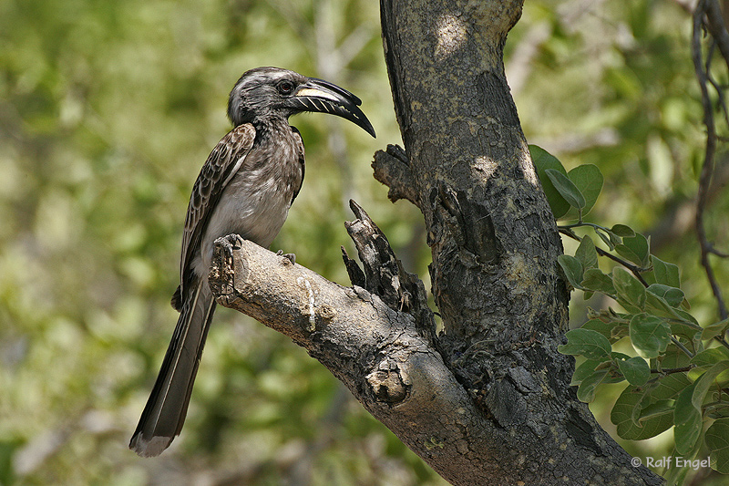 Grautoko - Grey Hornbill