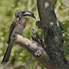 Grautoko - Grey Hornbill