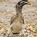 Grautoko - Grey Hornbill - Tockus nasutus (Bucerotidae)