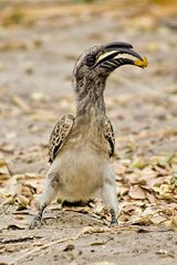 Grautoko - Grey Hornbill - Tockus nasutus (Bucerotidae)