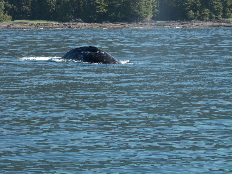 Grauwal bei Tofino