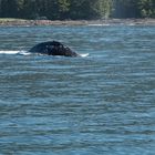 Grauwal bei Tofino