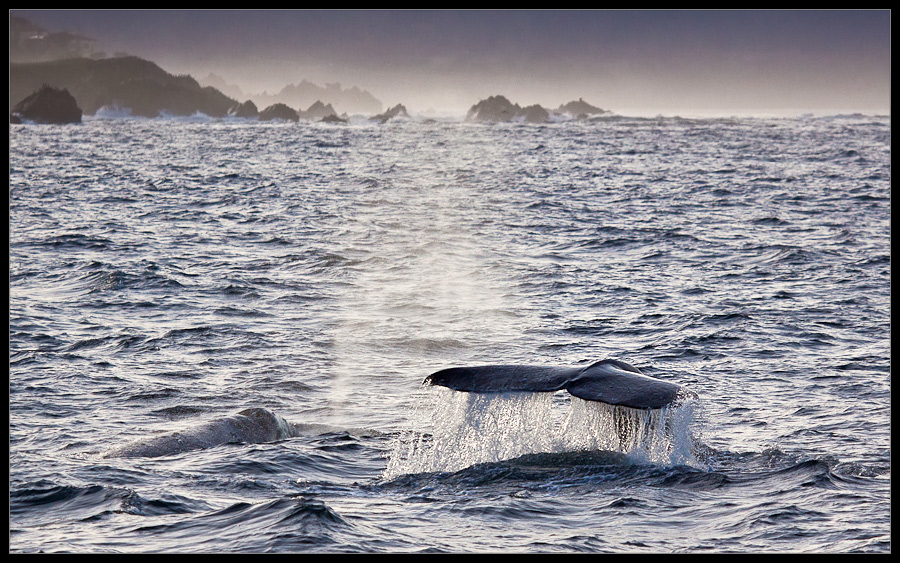 Grauwal - Monterey Bay