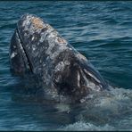 - Grauwale - die sanften Riesen