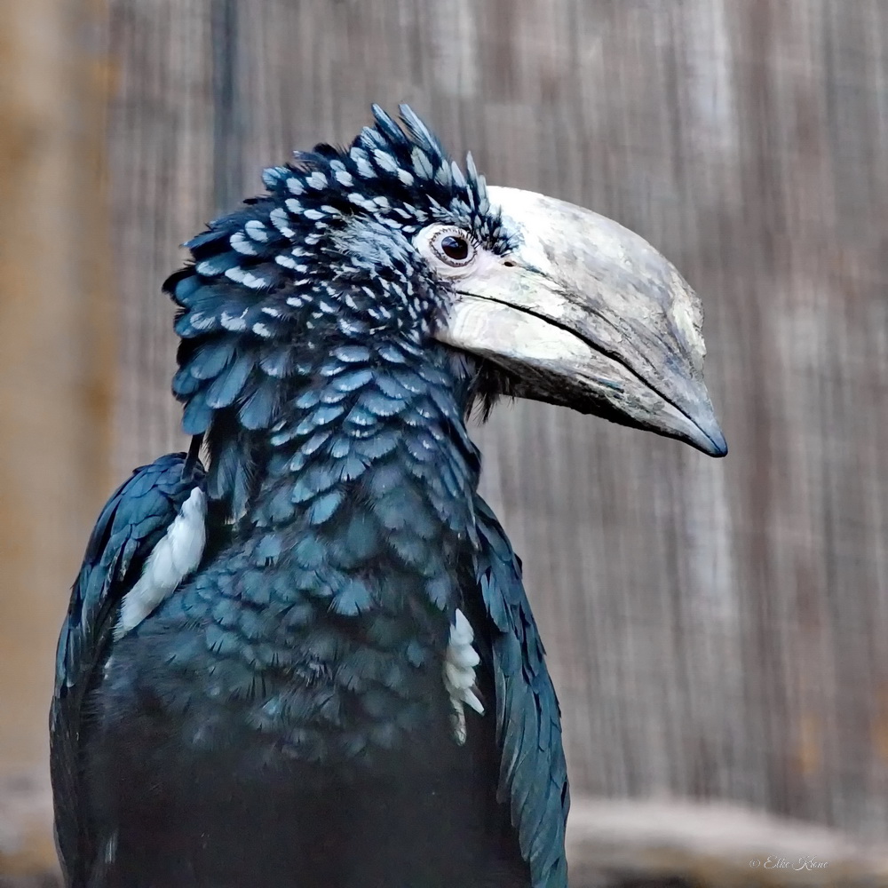 Grauwangen-Hornvogel  (Bycanistes subcylindricus)