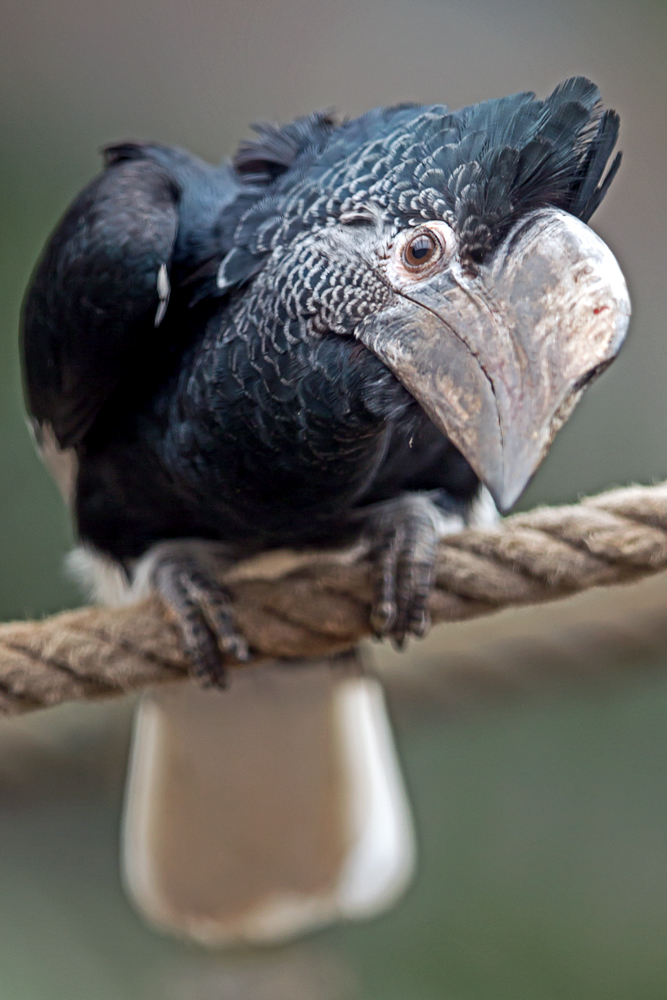 Grauwangen-Hornvogel (Bycanistes subcylindricus)