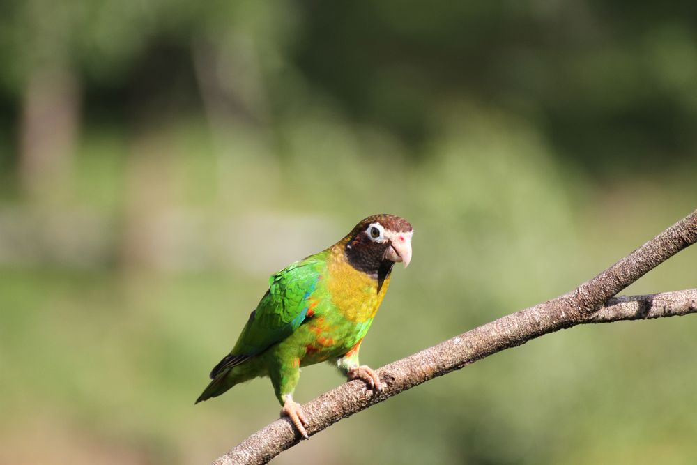 Grauwangen- Papagei (Pyrilia haematotis) (1)