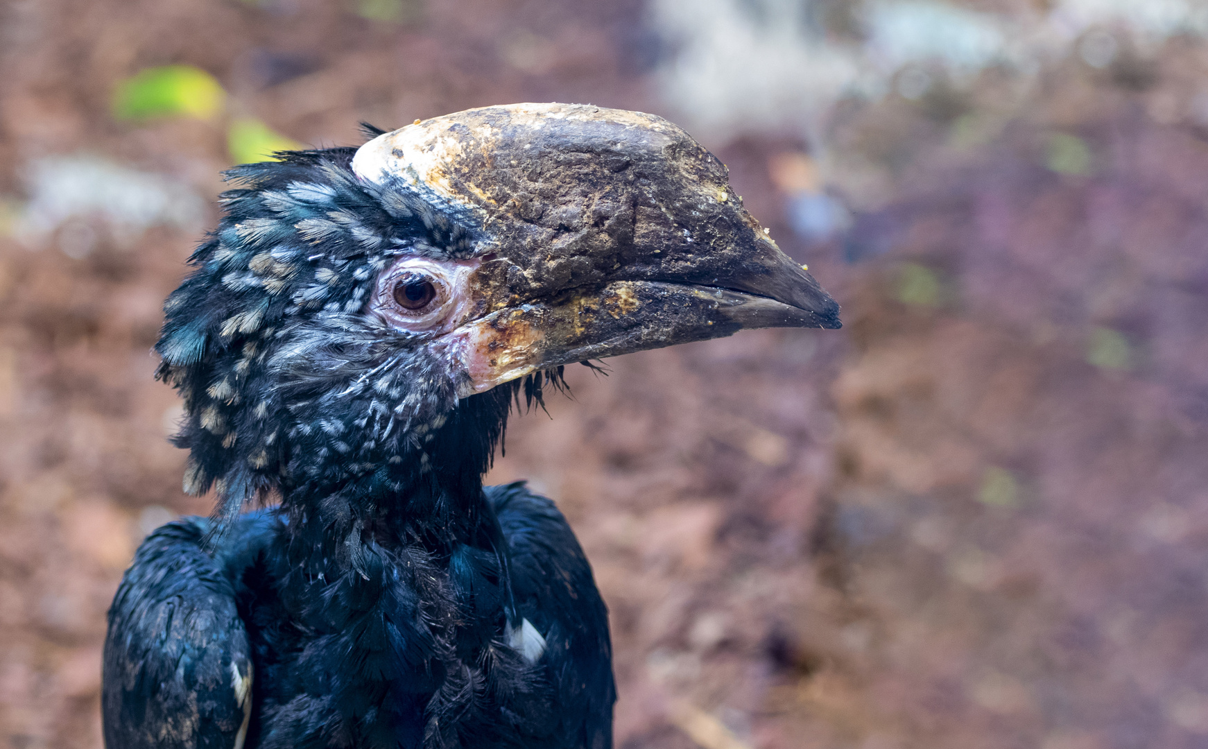 Grauwangenhornvogel - Portrait