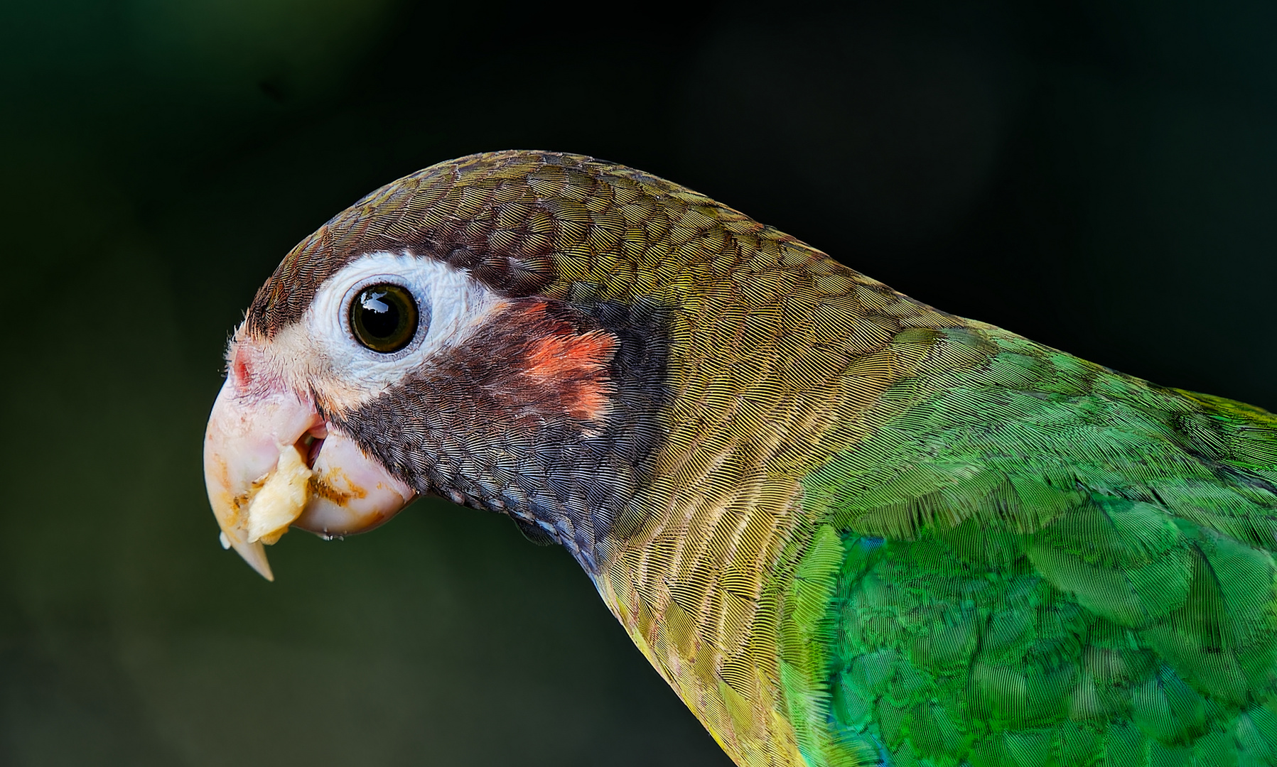 Grauwangenpapagei