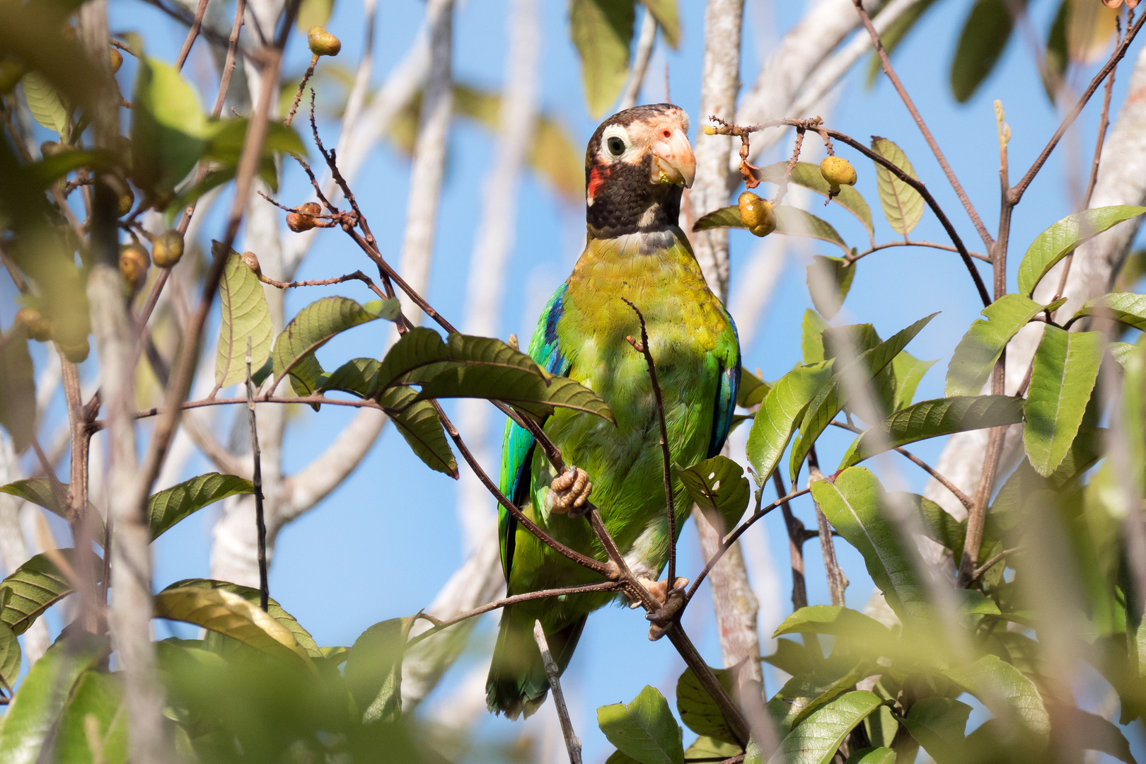 Grauwangenpapagei 