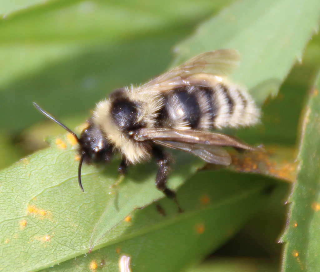 Grauweiße Hummel (Bombus mucidus) 