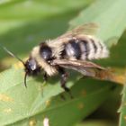 Grauweiße Hummel (Bombus mucidus) 