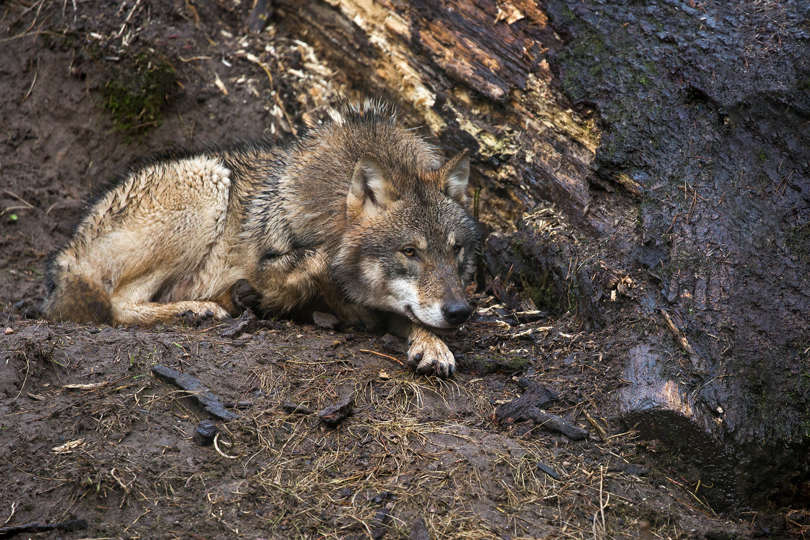 Grauwolf