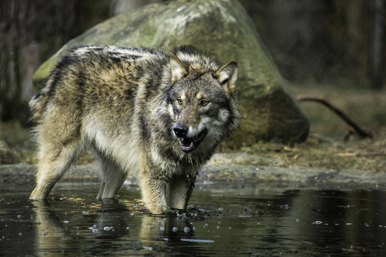 Grauwolf Ayasha...... im "eisigen" Wasser