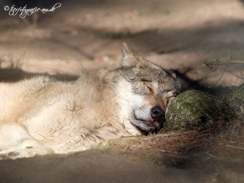 Grauwolf beim Sonnenbad