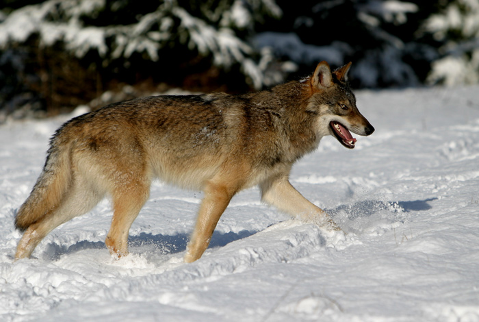 Grauwolf im Schnee