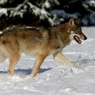 Grauwolf im Schnee