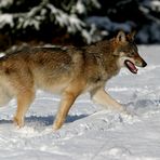 Grauwolf im Schnee