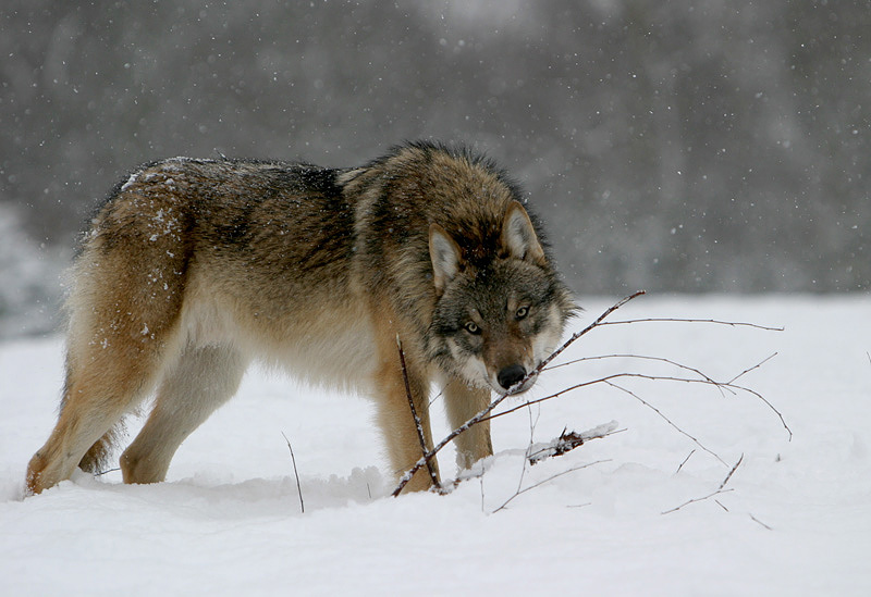 Grauwolf im Schnee