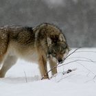 Grauwolf im Schnee